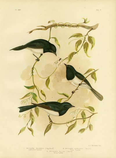 Leaden-Colored Flycatcher or Leaden Flycatcher, 1891 by Gracius Broinowski